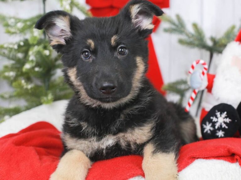 German Shepherd