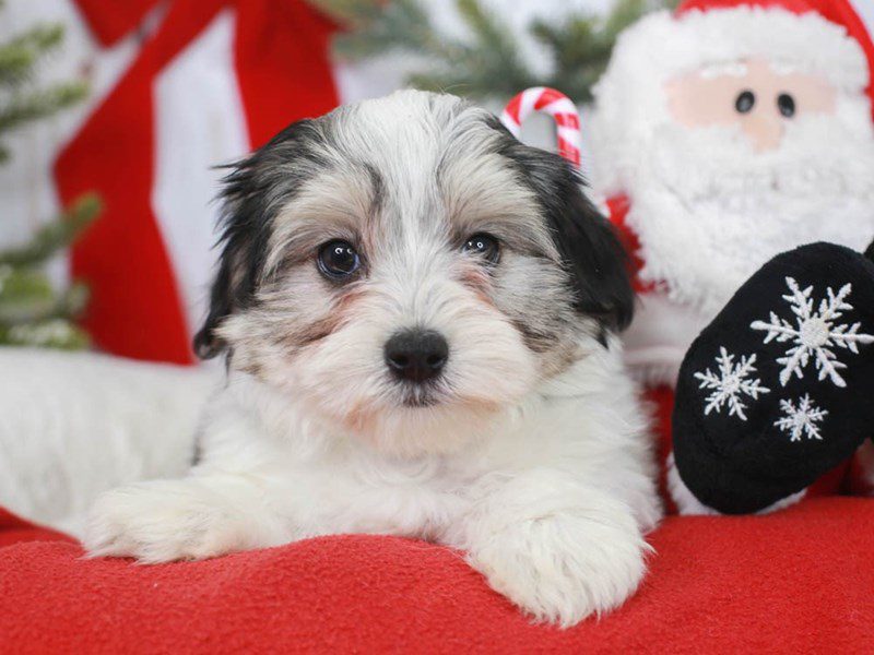 Morkie-Male-WHT/BLK & TAN-3426338-Animal Kingdom | Puppies N Love