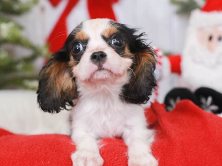 Cavalier King Charles