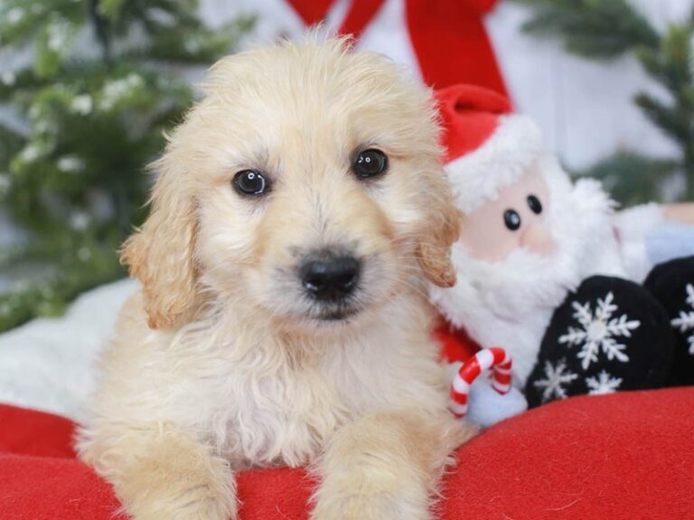 Goldendoodle