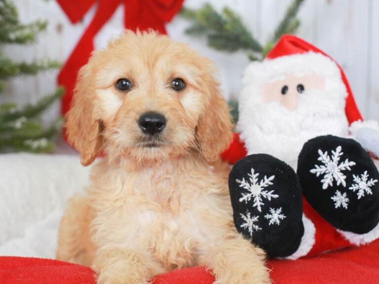 Goldendoodle