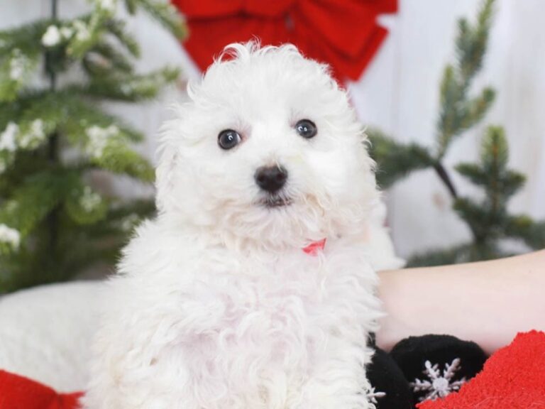 Bichon Frise
