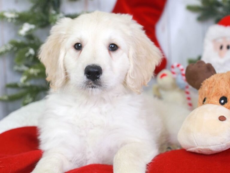 Mini Goldendoodle
