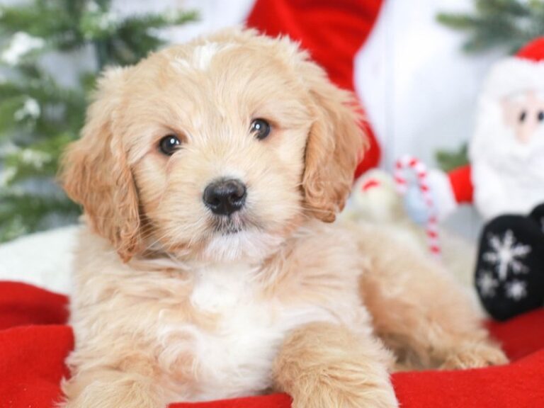 Mini Goldendoodle
