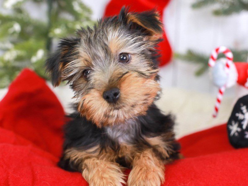 Silky Terrier-Male-BLACK-3435402-Animal Kingdom | Puppies N Love