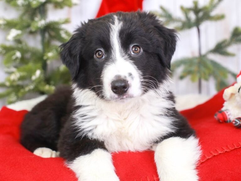 Australian Shepherd