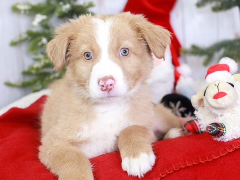 Australian Shepherd