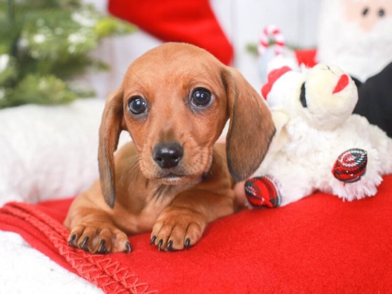 Dachshund