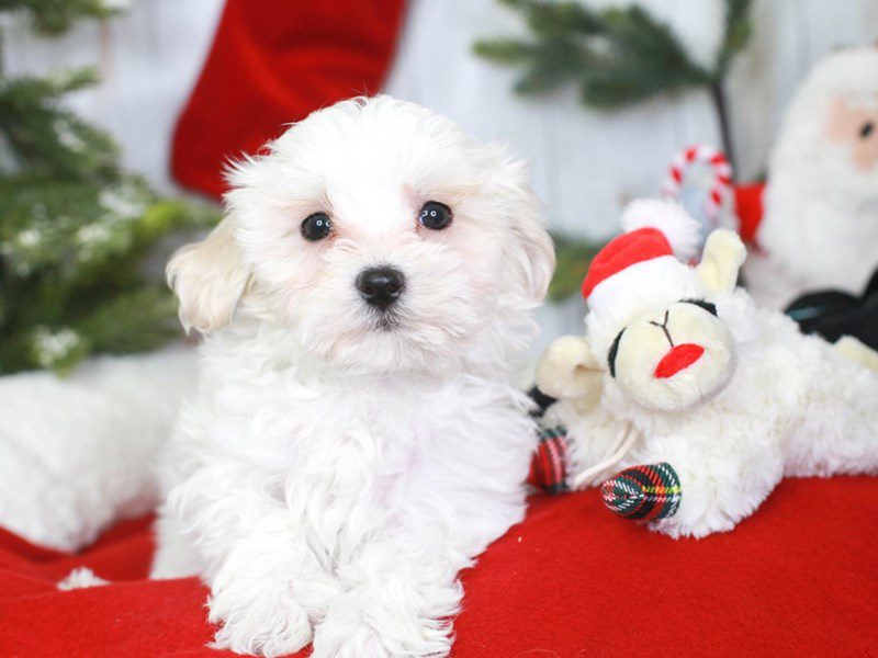 Maltichon-Male-White Cream-3434326-Animal Kingdom | Puppies N Love