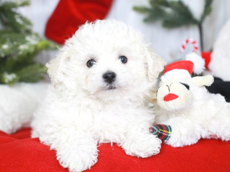 Bichon Frise