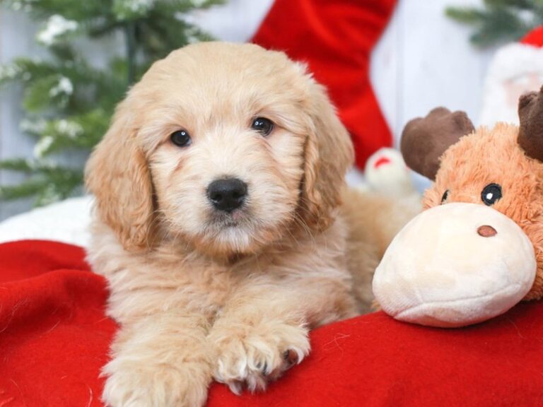 Mini Goldendoodle