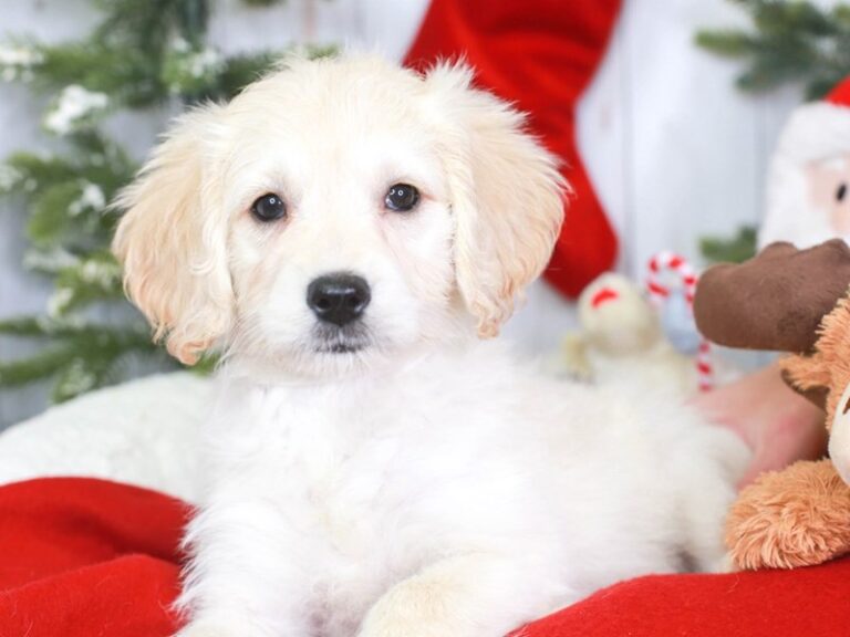 Mini Goldendoodle