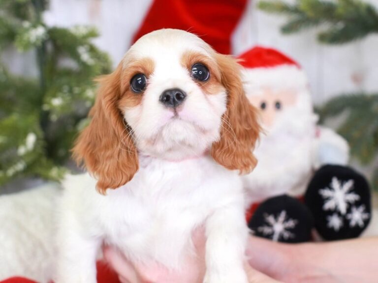 Cavalier King Charles Spaniel