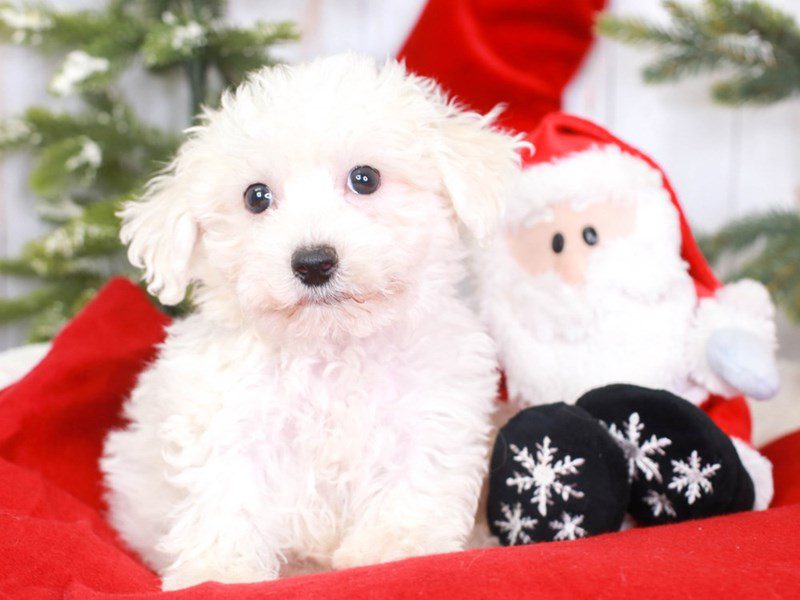 Bichon-Male-WHITE-3435472-Animal Kingdom | Puppies N Love