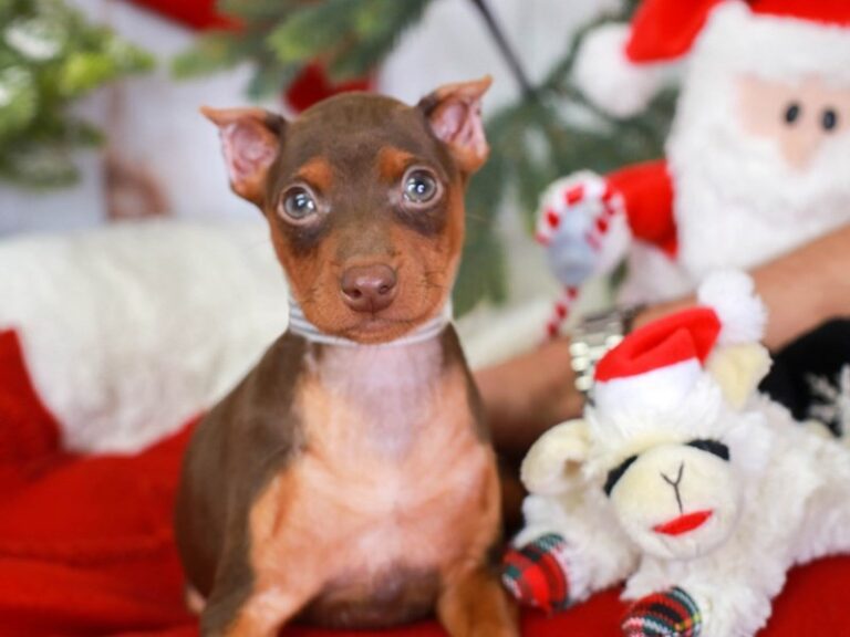 Mini Pinscher