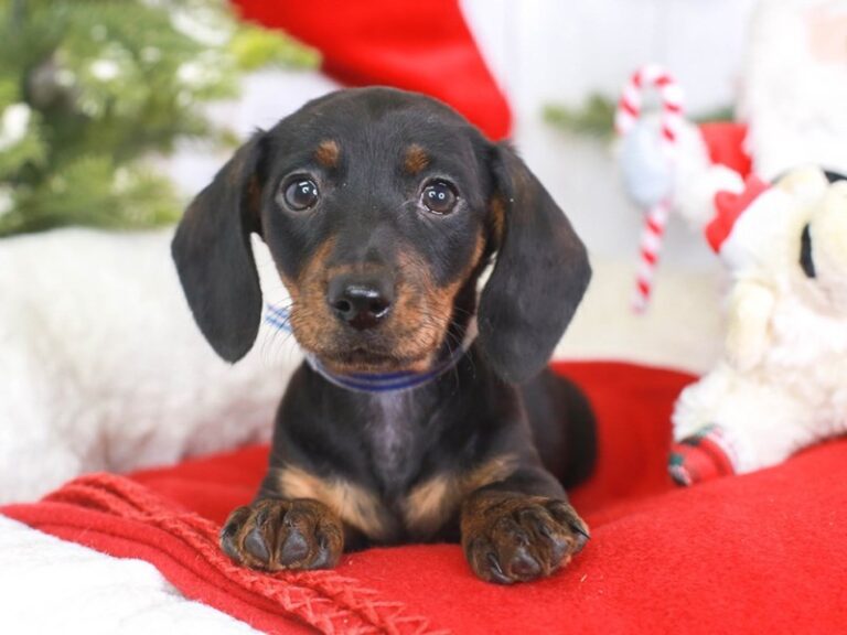 Dachshund