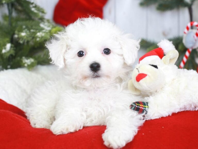Bichon Frise
