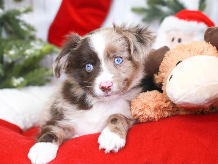 Mini Aussie