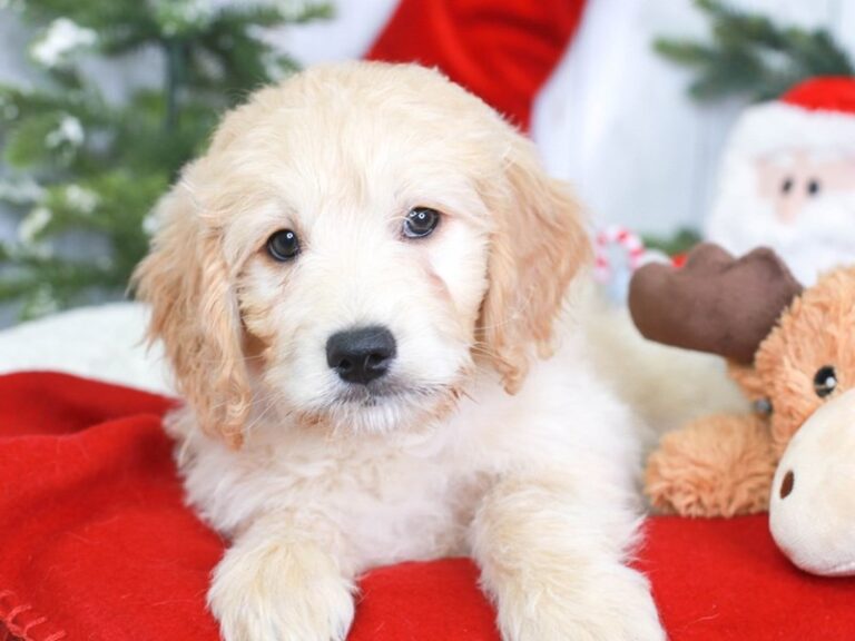 Mini Goldendoodle