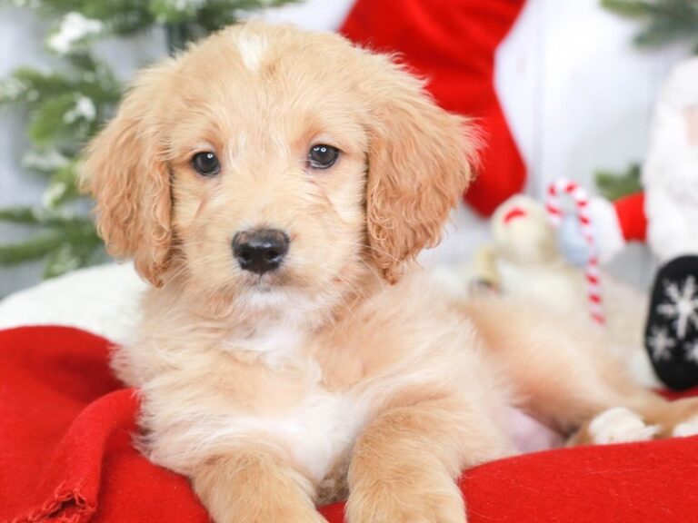 Mini Goldendoodle