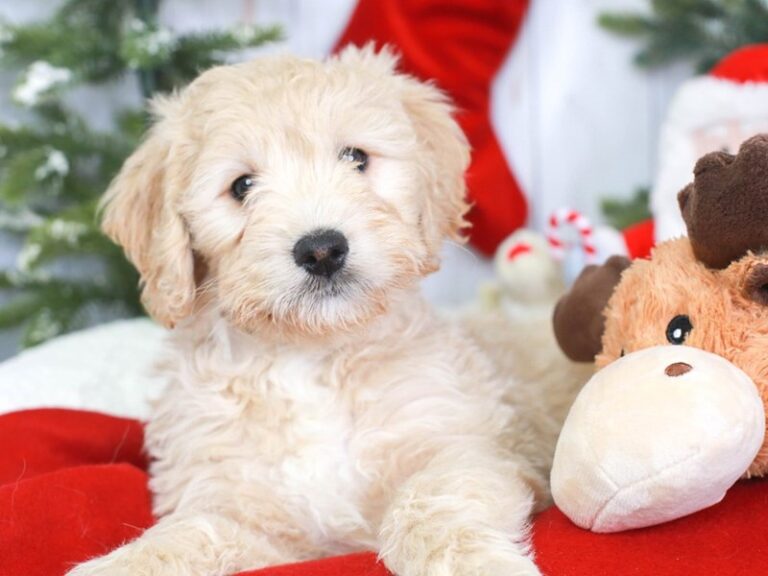 Mini Goldendoodle