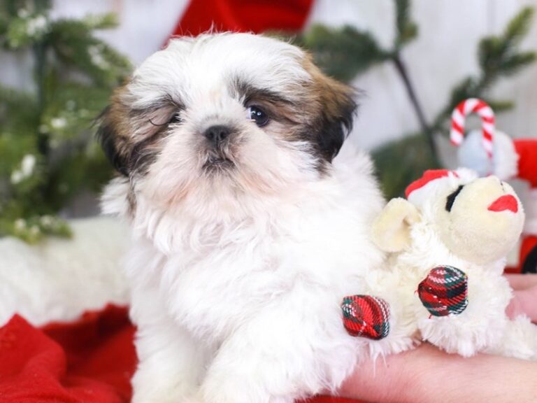 Shih Tzu