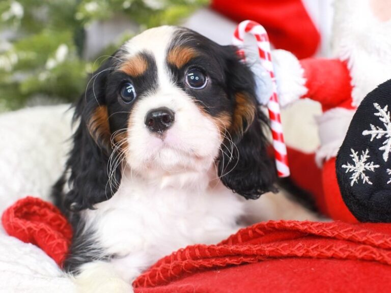 Cavalier King Charles Spaniel