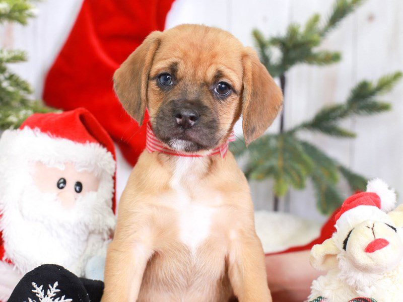 Puggle-Male-FAWN-3435463-Animal Kingdom | Puppies N Love