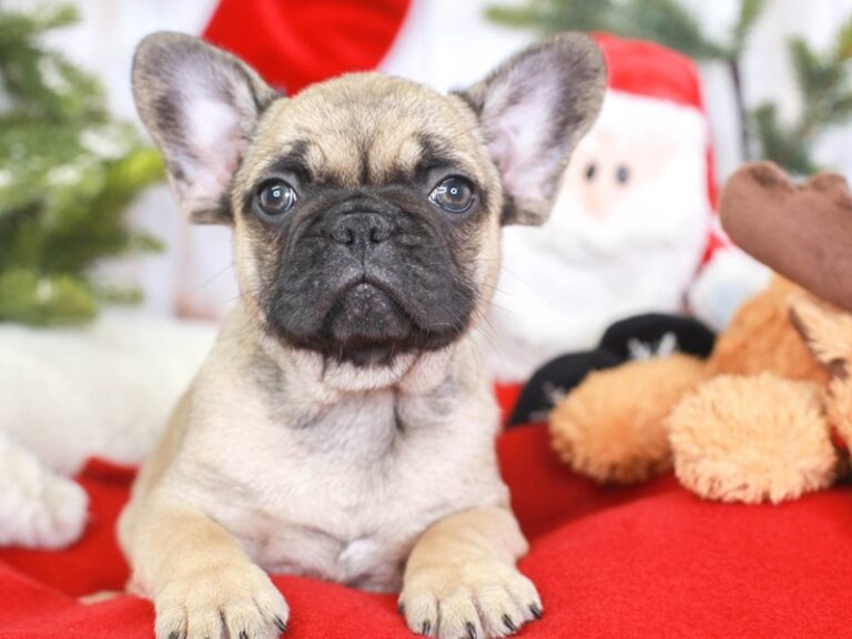 French Bulldog