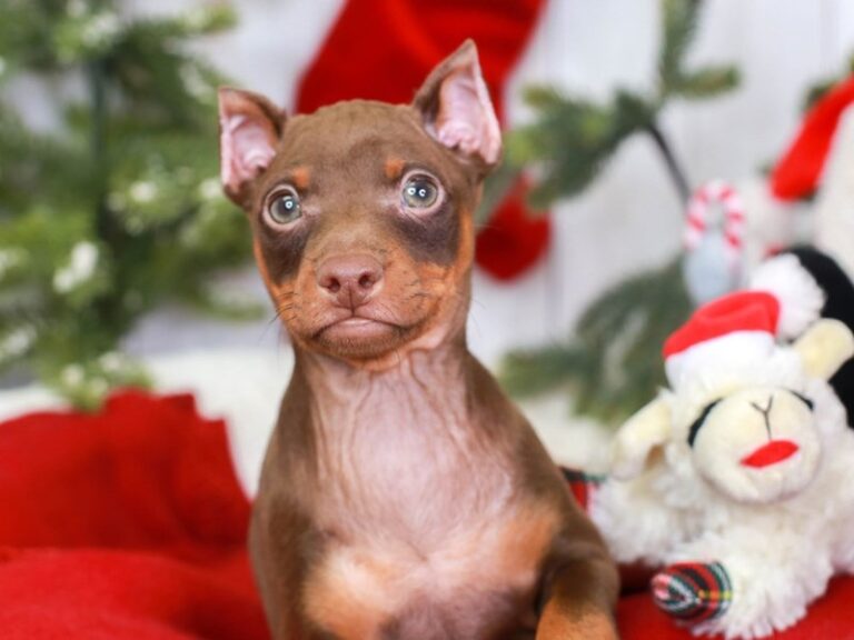 Mini Pinscher