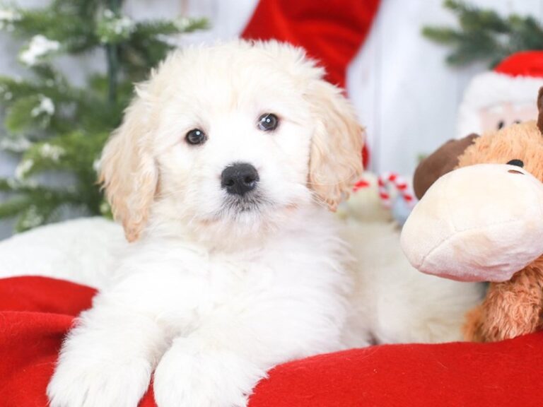 Mini Goldendoodle