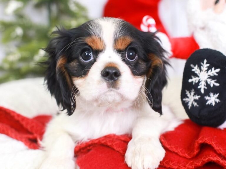 Cavalier King Charles Spaniel