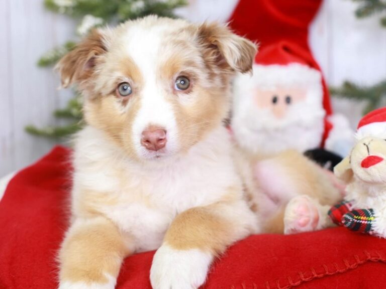 Australian Shepherd