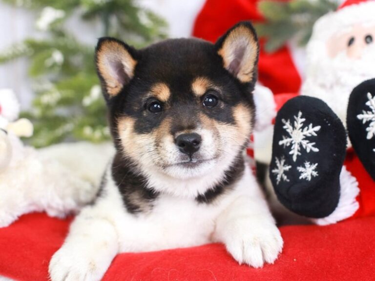 Shiba Inu