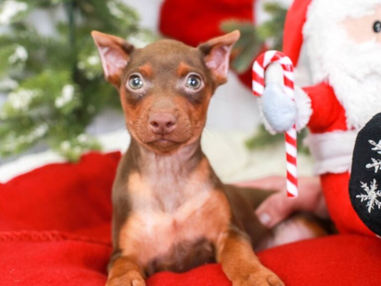 Mini Pinscher