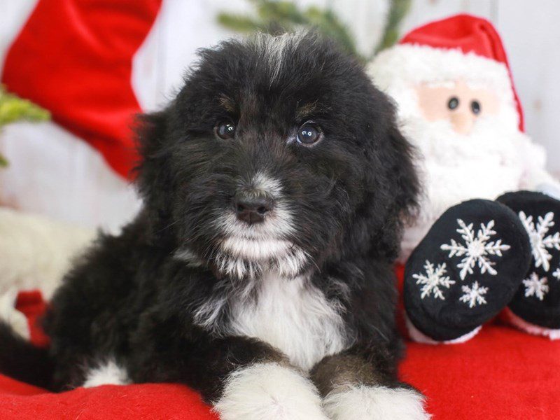 Bernedoodle-Male-blk wh-3434928-Animal Kingdom | Puppies N Love