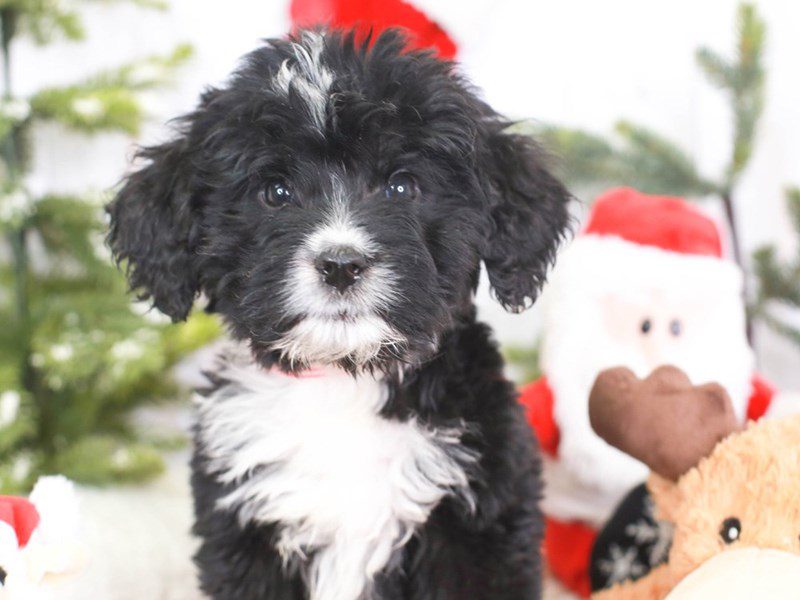 Bernedoodle-Male-blk wh-3434929-Animal Kingdom | Puppies N Love