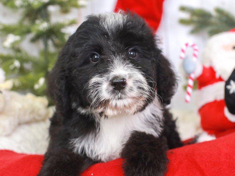 Bernedoodle-Female-blk-3434930-Animal Kingdom | Puppies N Love