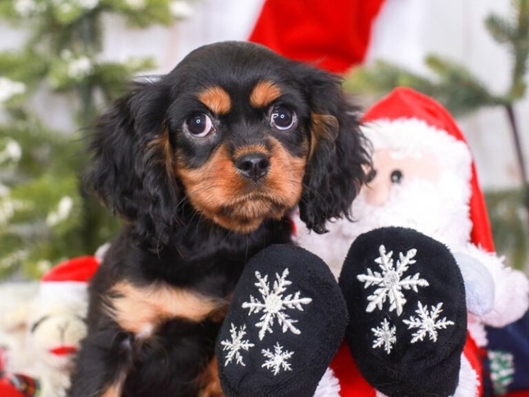 Cavalier King Charles