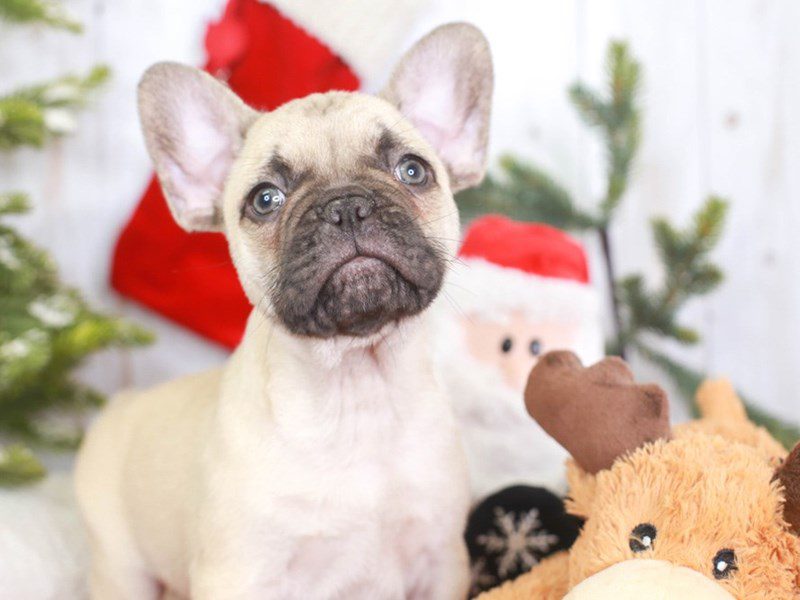 French Bulldog-DOG-Male--3434869-Animal Kingdom | Puppies N Love