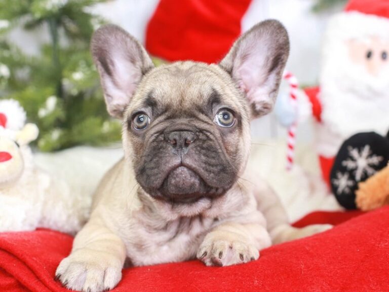 French Bulldog