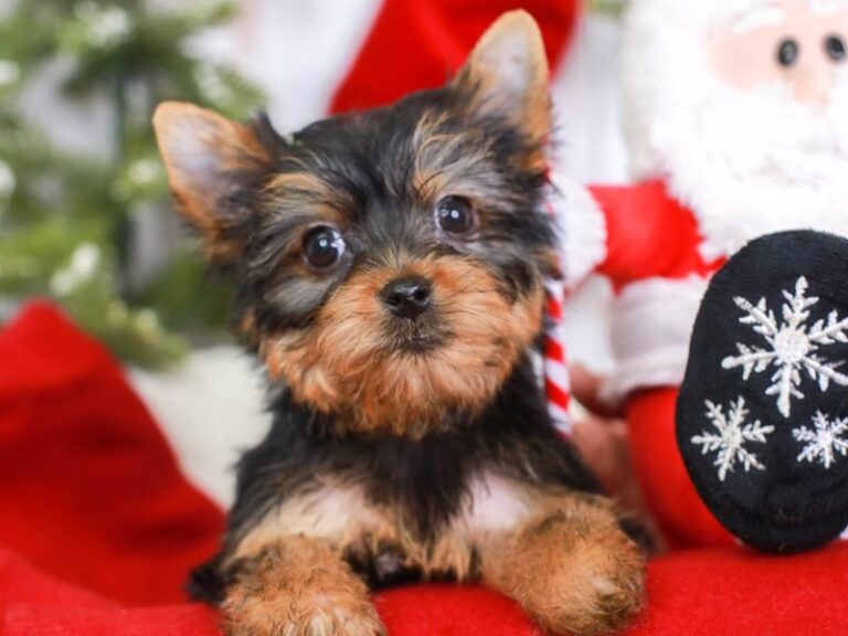 Yorkshire Terrier