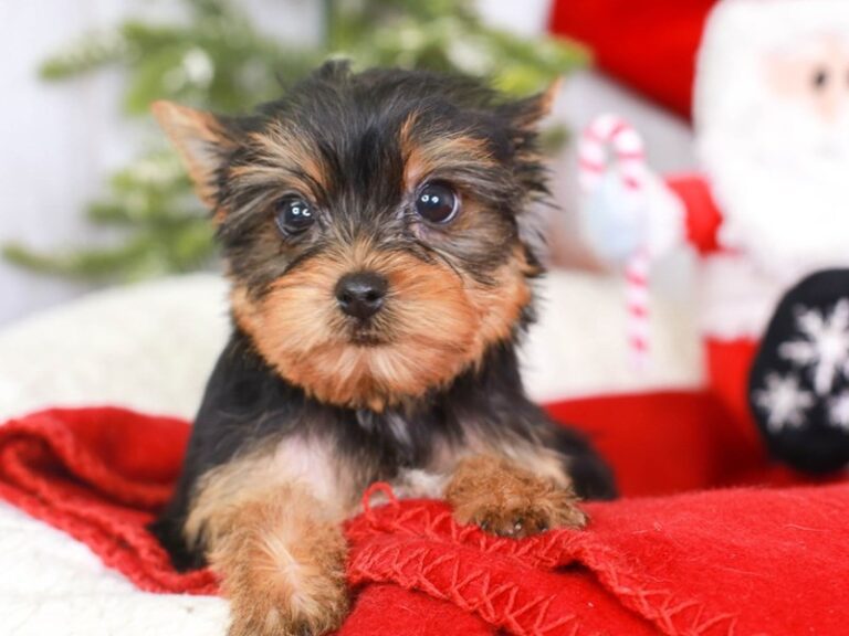 Yorkshire Terrier