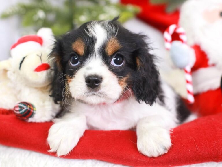 Cavalier King Charles