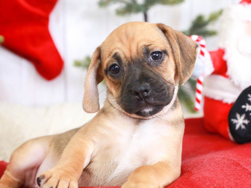 Puggle-Female-FAWN-3435464-Animal Kingdom | Puppies N Love