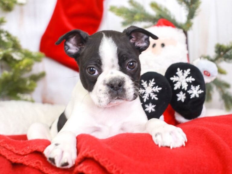 Boston Terrier