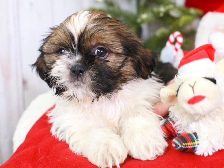 Shih Tzu