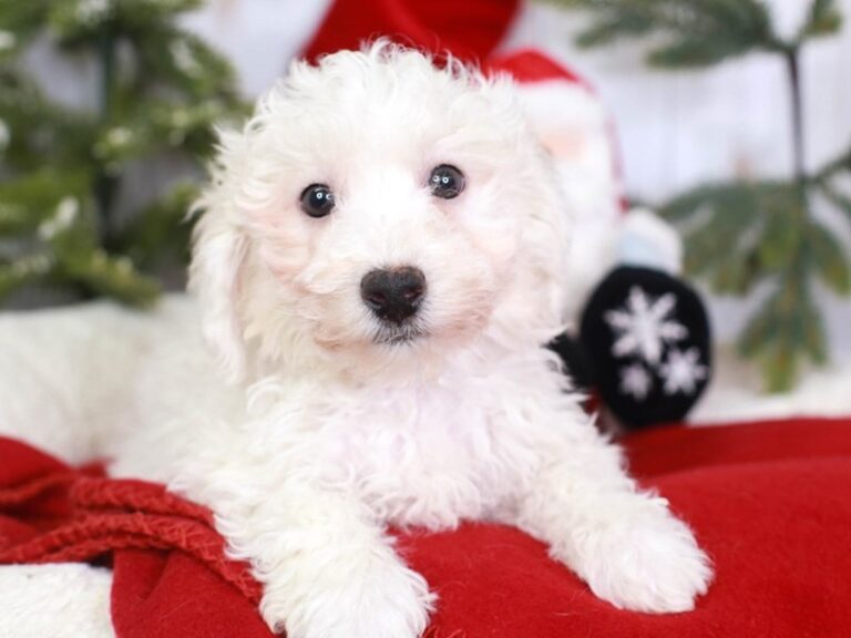 Bichon