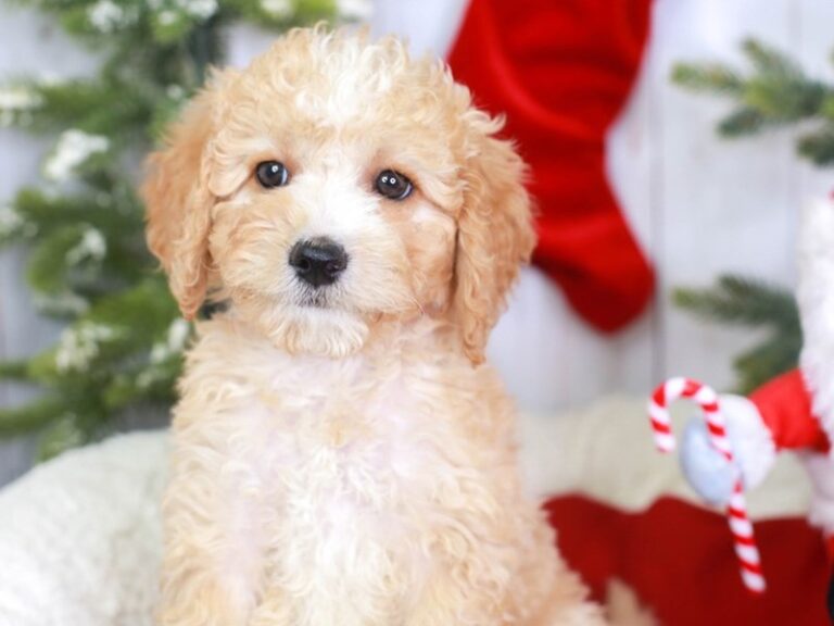 Mini Goldendoodle
