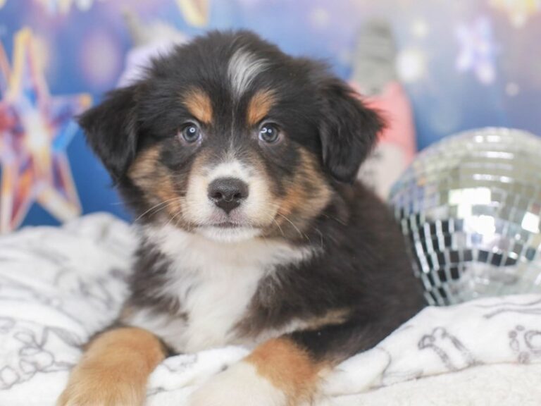 Mini Aussie